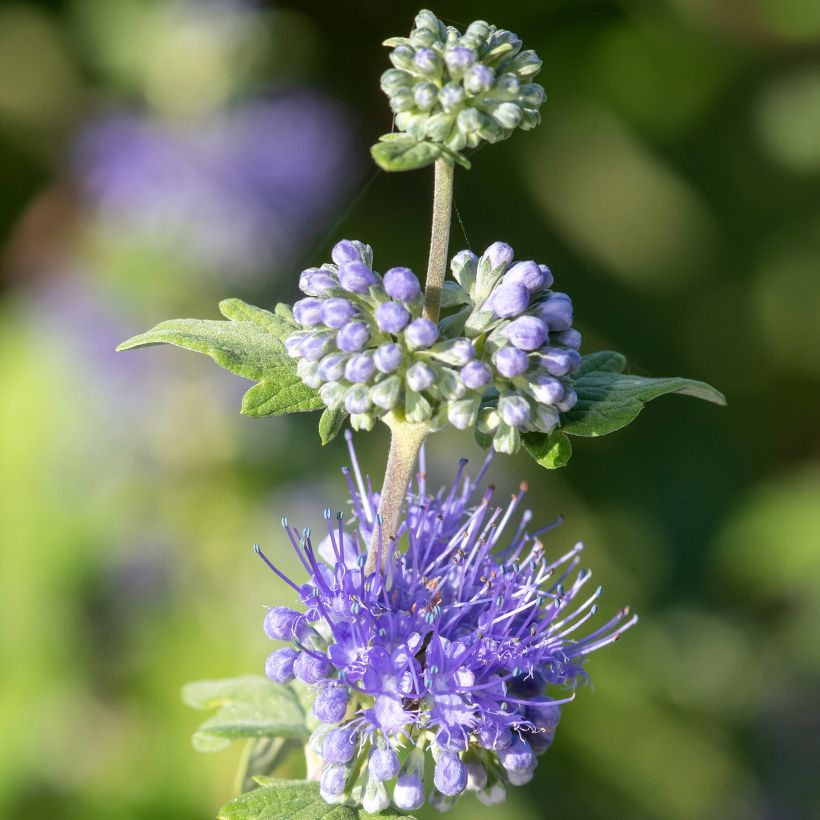 Caryopteris incana Sunny Blue (Floração)