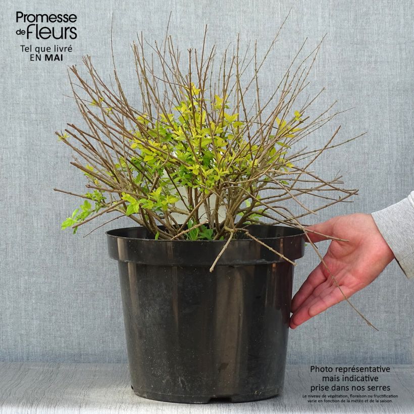 Amostra de Caryopteris incana Sunshine Blue Vaso de 7,5 L/10 L tal como entregue na primavera