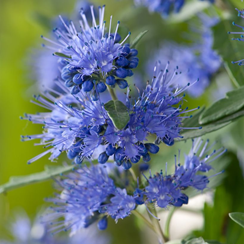 Caryopteris clandonensis Blauer Spatz (Oiseau Bleu) (Floração)