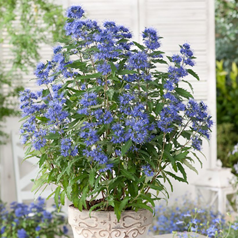 Caryopteris clandonensis Blauer Spatz (Oiseau Bleu) (Hábito)