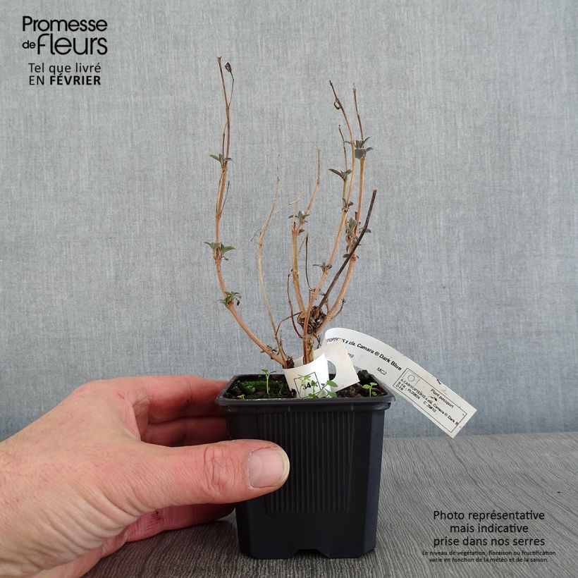 Amostra de Caryopteris x clandonensis Camara Dark Blue - Spirée bleue Vaso de 8/9 cm tal como entregue no inverno