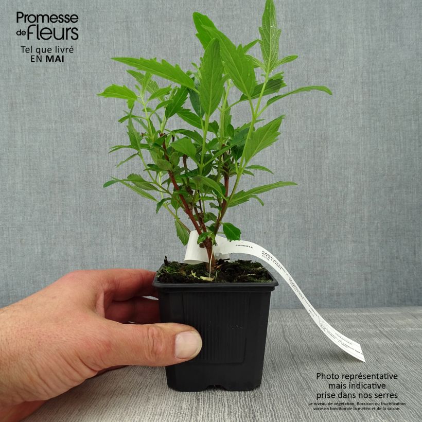 Amostra de Caryopteris clandonensis Camara Dark Blue Vaso de 8/9 cm tal como entregue na primavera