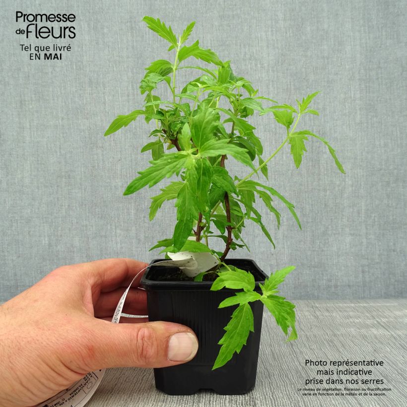 Amostra de Caryopteris clandonensis Camara Pink Vaso de 8/9 cm tal como entregue na primavera