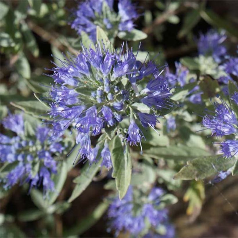 Caryopteris clandonensis Heavenly Blue (Floração)