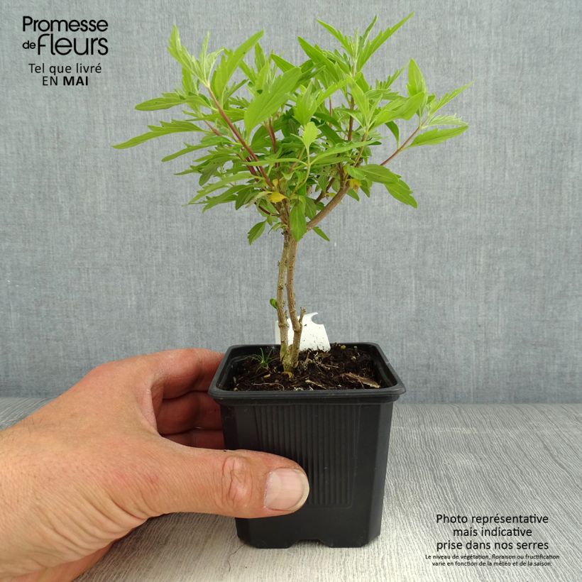 Amostra de Caryopteris clandonnensis Pavilion Pink Vaso de 8/9 cm tal como entregue na primavera