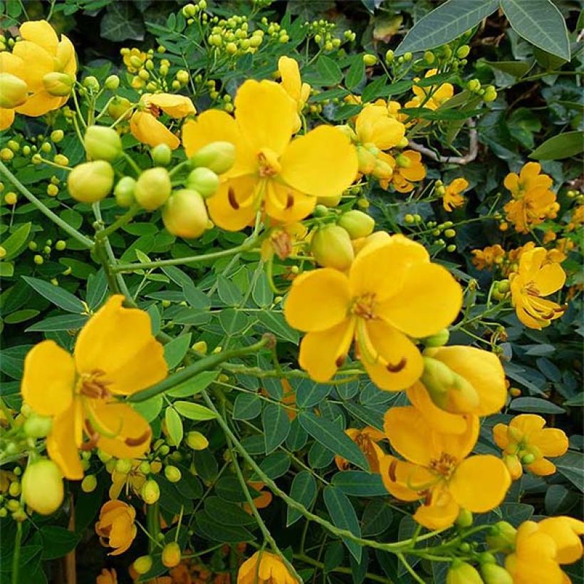 Cassia floribunda (Floração)