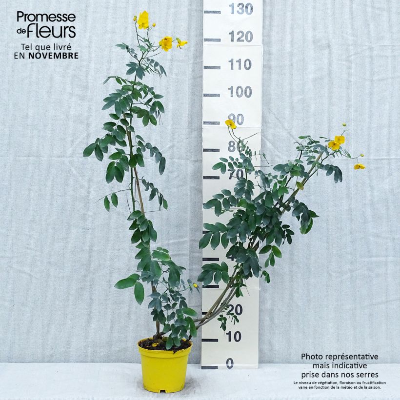 Amostra de Cassia floribunda Vaso de 2 L/3 L tal como entregue no outono