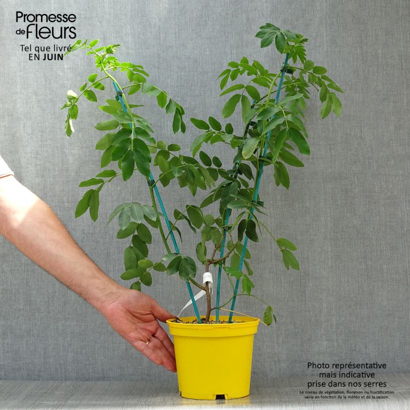Amostra de Cassia floribunda Vaso de 2 L/3 L tal como entregue no verão