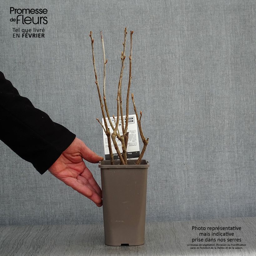 Amostra de Cassissier Andega (autofertile) Vaso de 1,5 L/2 L, Arbusto tal como entregue no inverno