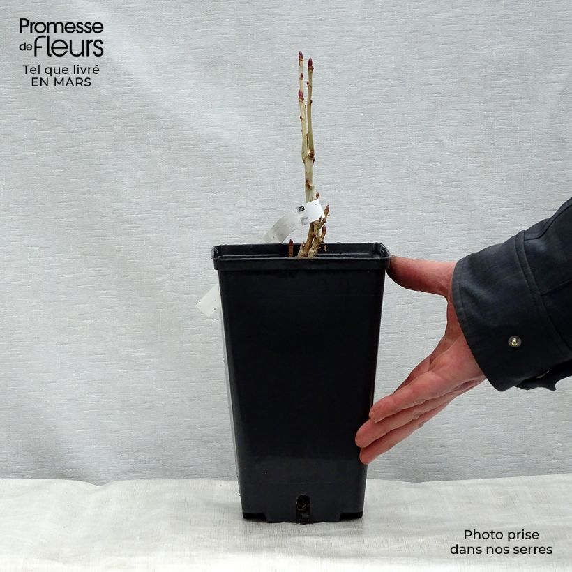 Amostra de Groselheira-preta (Cássis) Andega autofértil Vaso de 1,5 L/2 L, Arbusto tal como entregue na primavera