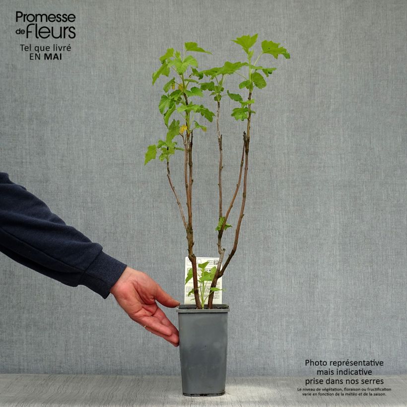 Amostra de Groselheira-preta (Cássis) Andega Bio Vaso de 1,5 L/2 L, Arbusto tal como entregue na primavera