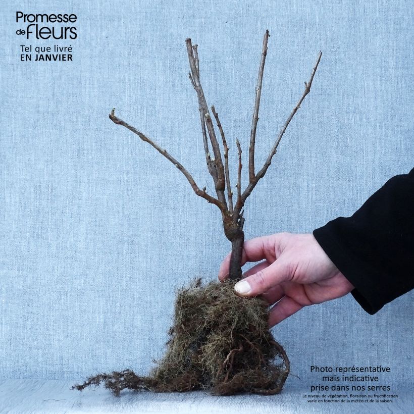 Amostra de Cassissier Andega (autofertile) Raízes nuas tal como entregue no inverno
