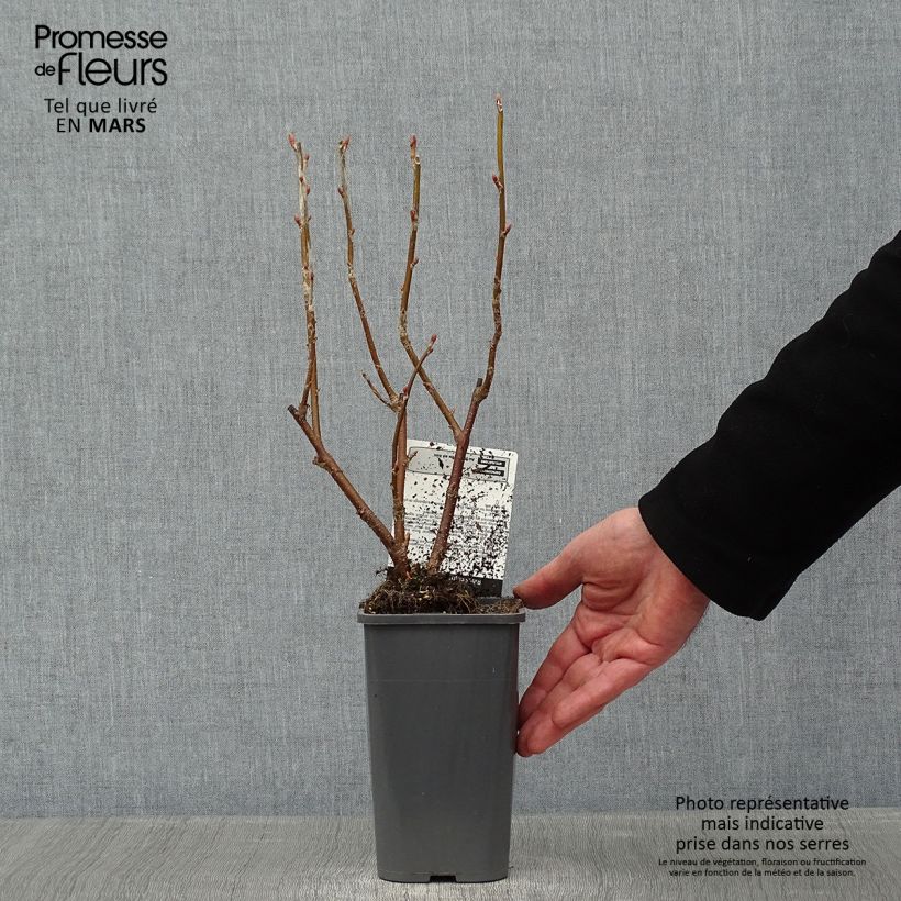 Amostra de Cassissier Black Down Vaso de 1 L/1,5 L, Arbusto tal como entregue no inverno