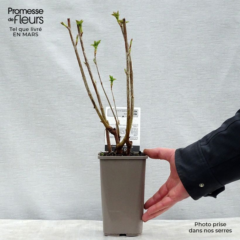 Amostra de Groselheira-preta (Cássis) Black Down Vaso de 1 L/1,5 L, Arbusto tal como entregue na primavera