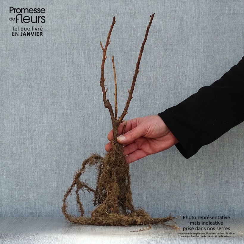 Amostra de Cassissier Black Down Raízes nuas, Arbusto tal como entregue no inverno