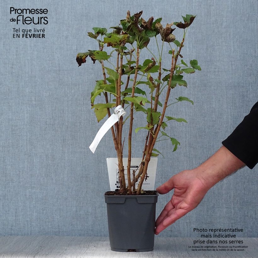Amostra de Groselheira-preta (Cássis) Delbard Robusta Vaso de 2 L/3 L tal como entregue no outono
