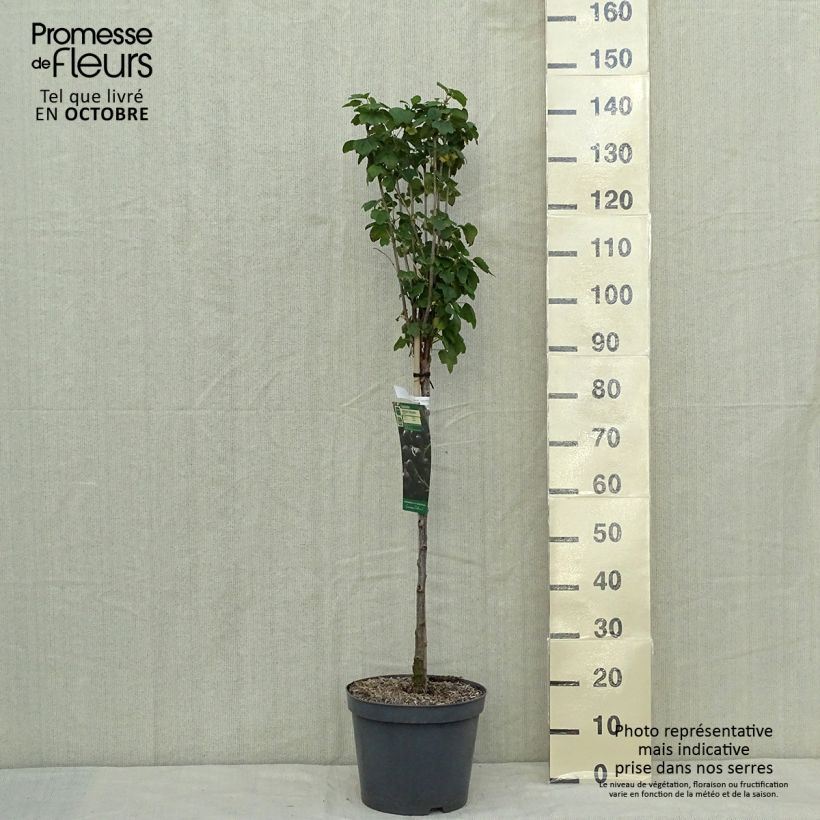 Amostra de Groselheira-preta (Cássis) Delbard Robusta Vaso de 7,5 L/10 L, 1/4 de haste tal como entregue no outono