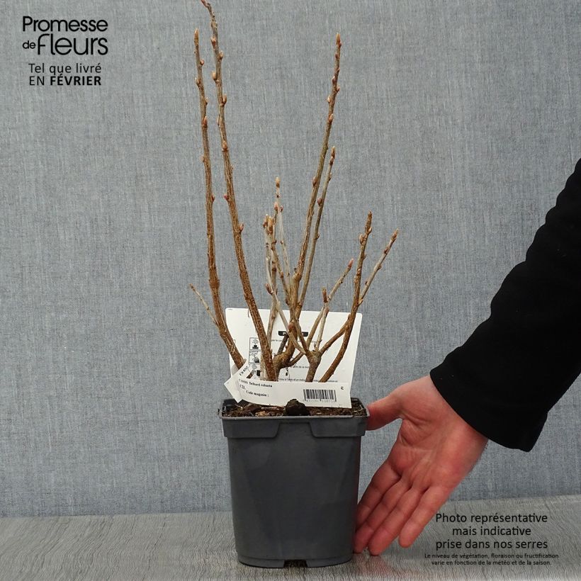 Amostra de Cassissier Delbard Robusta - Ribes nigrum Vaso de 2 L/3 L tal como entregue no inverno