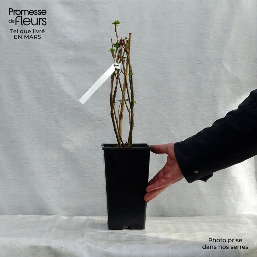 Amostra de Groselheira-preta (Cássis) Gigante de Boskoop Vaso de 1,5 L/2 L tal como entregue na primavera