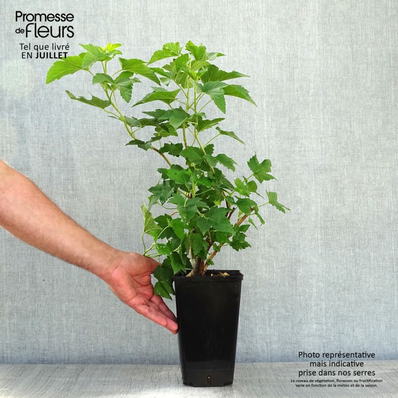 Amostra de Groselheira-preta (Cássis) Gigante de Boskoop Vaso de 1,5 L/2 L tal como entregue no verão