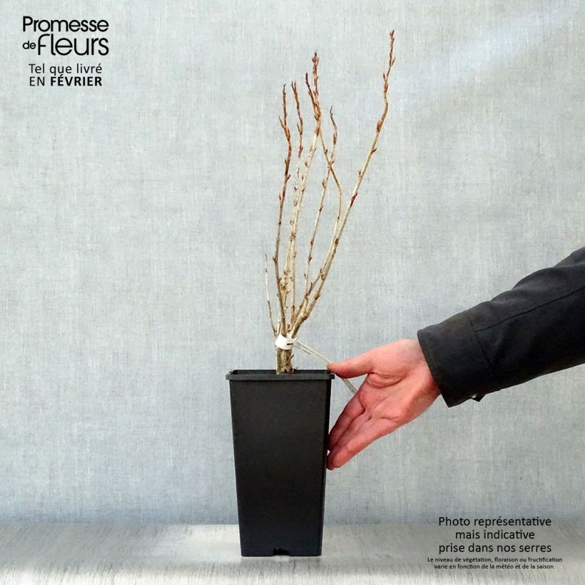 Amostra de Cassissier Géant de Boskoop Vaso de 1,5 L/2 L tal como entregue no inverno