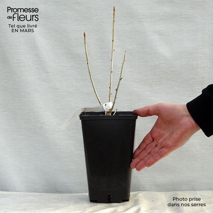 Amostra de Groselheira-preta (Cássis) Little Black Sugar Vaso de 1,5 L/2 L, Arbusto tal como entregue na primavera