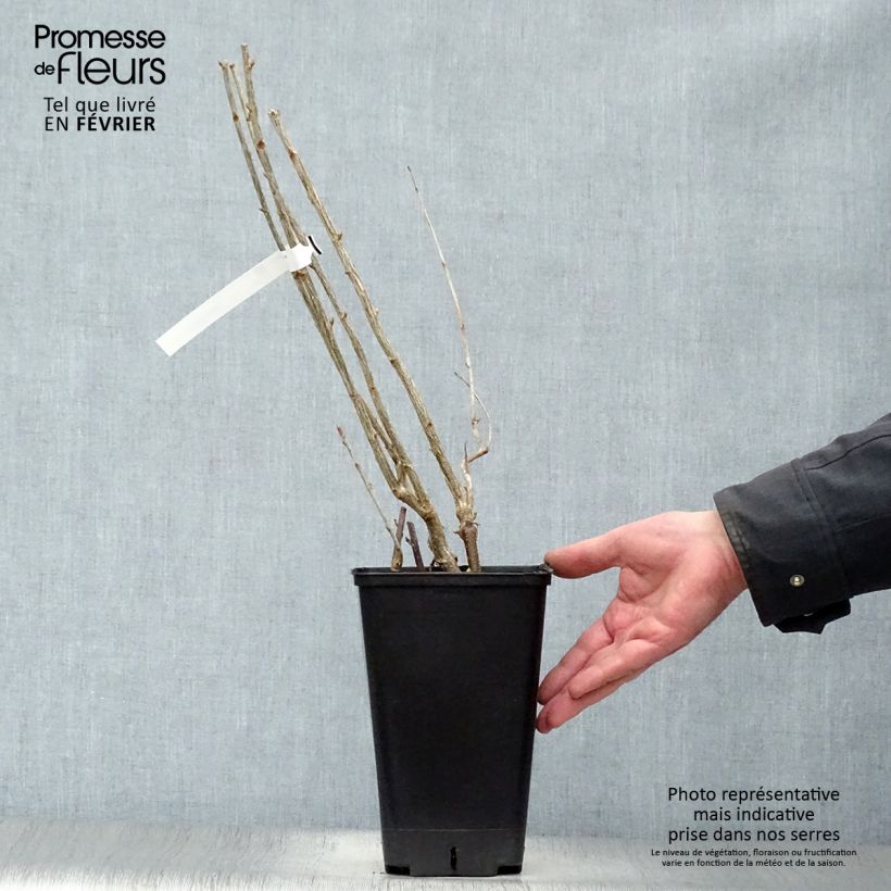 Amostra de Cassissier Little Black Sugar Vaso de 1,5 L/2 L, Arbusto tal como entregue no inverno