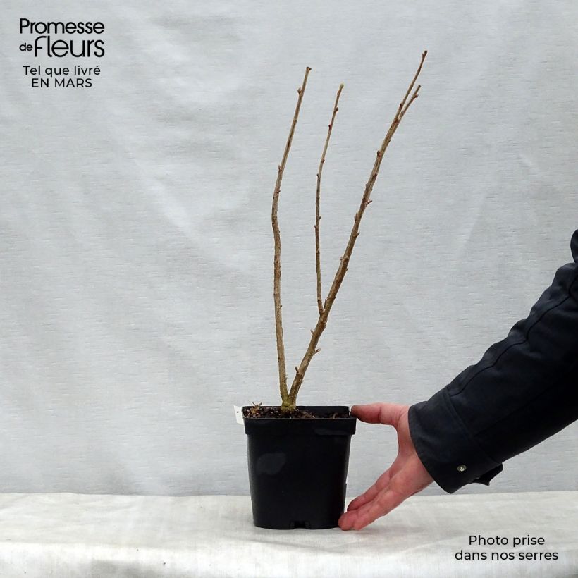 Amostra de Groselheira-preta (Cássis) Neva Vaso de 2 L/3 L, Arbusto tal como entregue na primavera