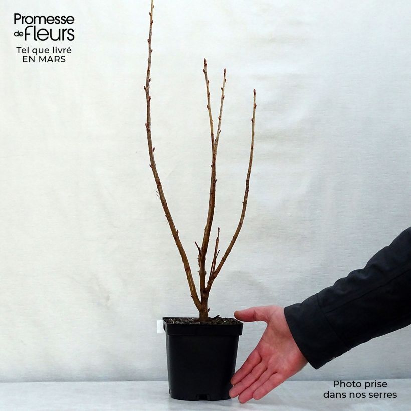 Amostra de Groselheira-preta (Cássis) Preta da Borgonha Vaso de 1,5 L/2 L, Arbusto tal como entregue na primavera