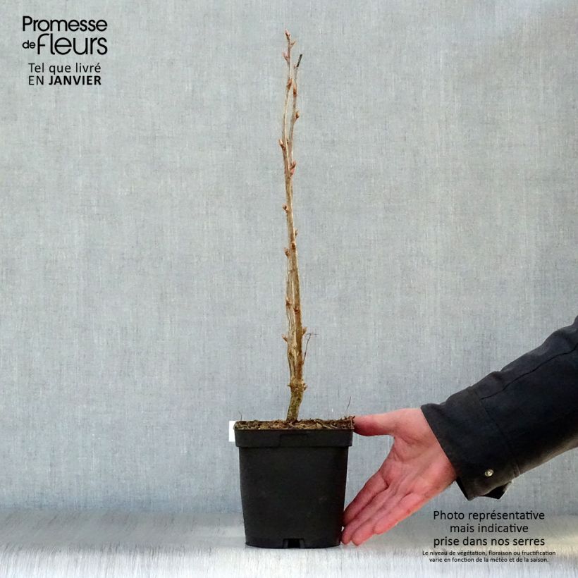 Amostra de Cassissier Noir de Bourgogne Vaso de 1,5 L/2 L, Arbusto tal como entregue no inverno