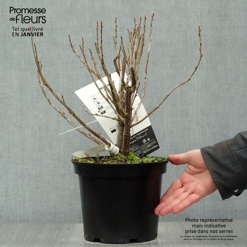 Amostra de Cassissier Noir de Bourgogne Vaso de 4 L/5 L tal como entregue no inverno