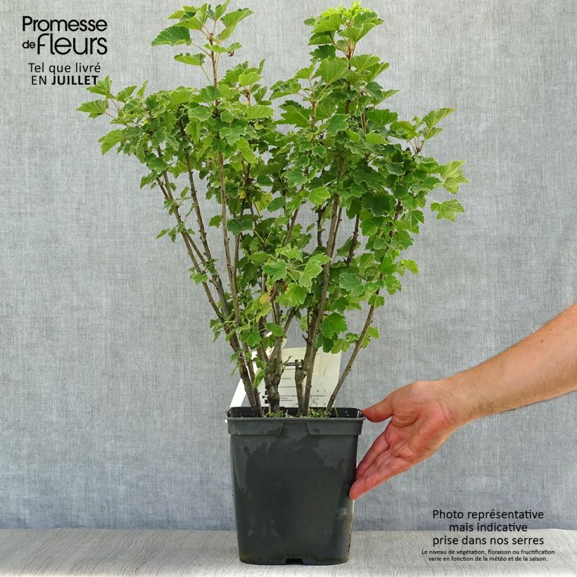 Amostra de Groselheira-preta (Cássis) Preta da Borgonha Vaso de 4 L/5 L tal como entregue no verão