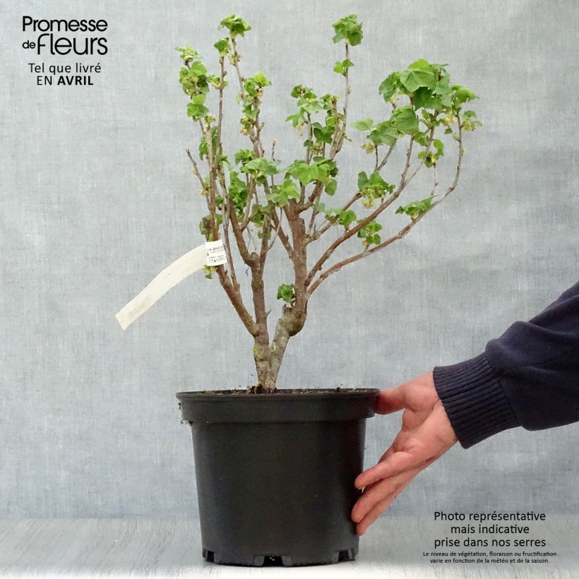 Amostra de Groselheira-preta (Cássis) Preta da Borgonha Vaso de 4 L/5 L tal como entregue na primavera