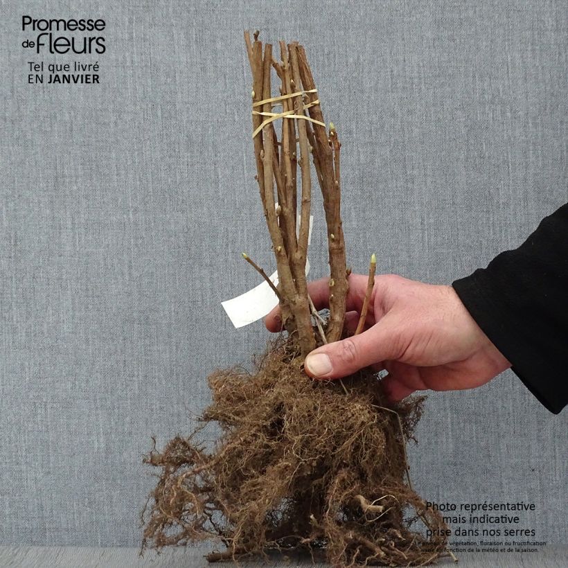 Amostra de Cassissier Noir de Bourgogne Raízes nuas, Arbusto tal como entregue no inverno