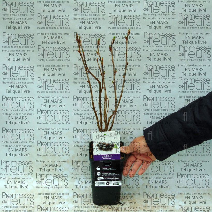 Exemplo de amostra de Groselheira-preta (Cássis) Noiroma Vaso de 1 L/1,5 L, Arbusto tal como entregue