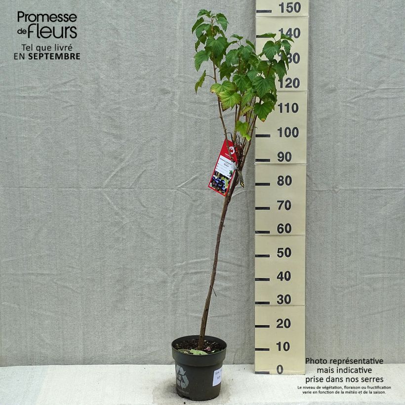 Amostra de Groselheira-preta (Cássis) Ojebyn Vaso de 6 L/7 L, Haste tal como entregue no outono