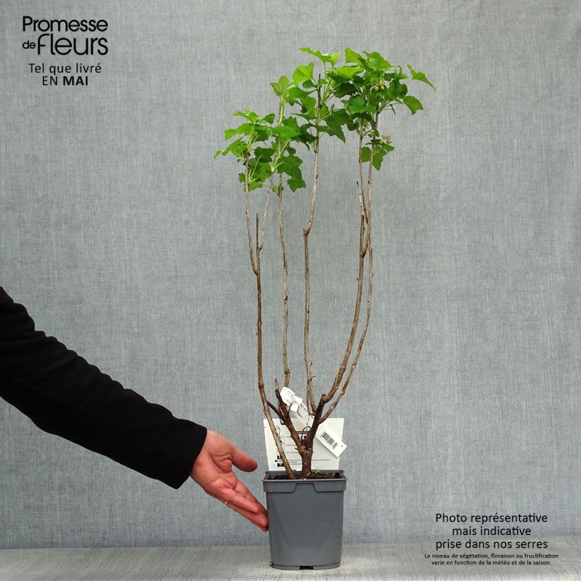 Amostra de Groselheira-preta (Cássis) Pérolas de Auvergne Georges Delbard Vaso de 2 L/3 L, Arbusto tal como entregue na primavera