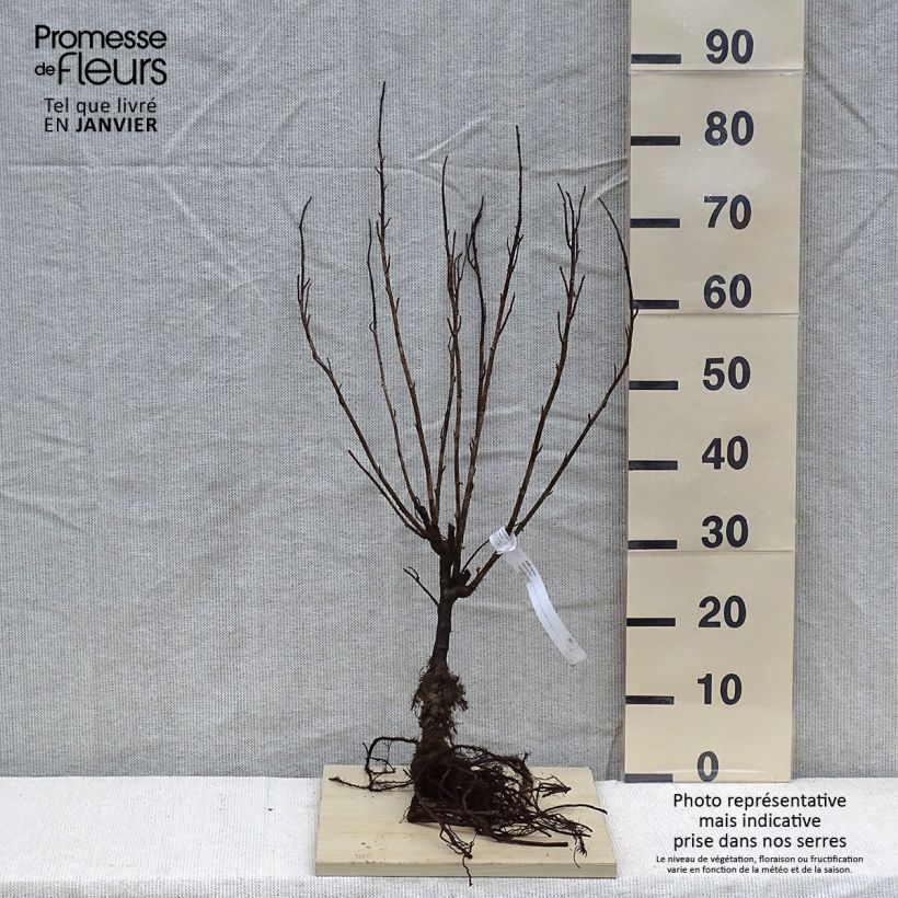 Amostra de Cassissier - Ribes nigrum Raízes nuas, Arbusto tal como entregue no inverno