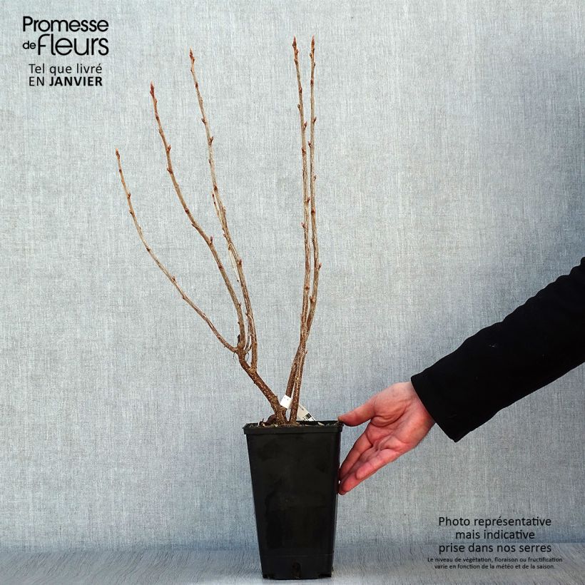 Amostra de Cassissier Troll - Ribes nigrum Vaso de 2 L/3 L, Arbusto tal como entregue no inverno