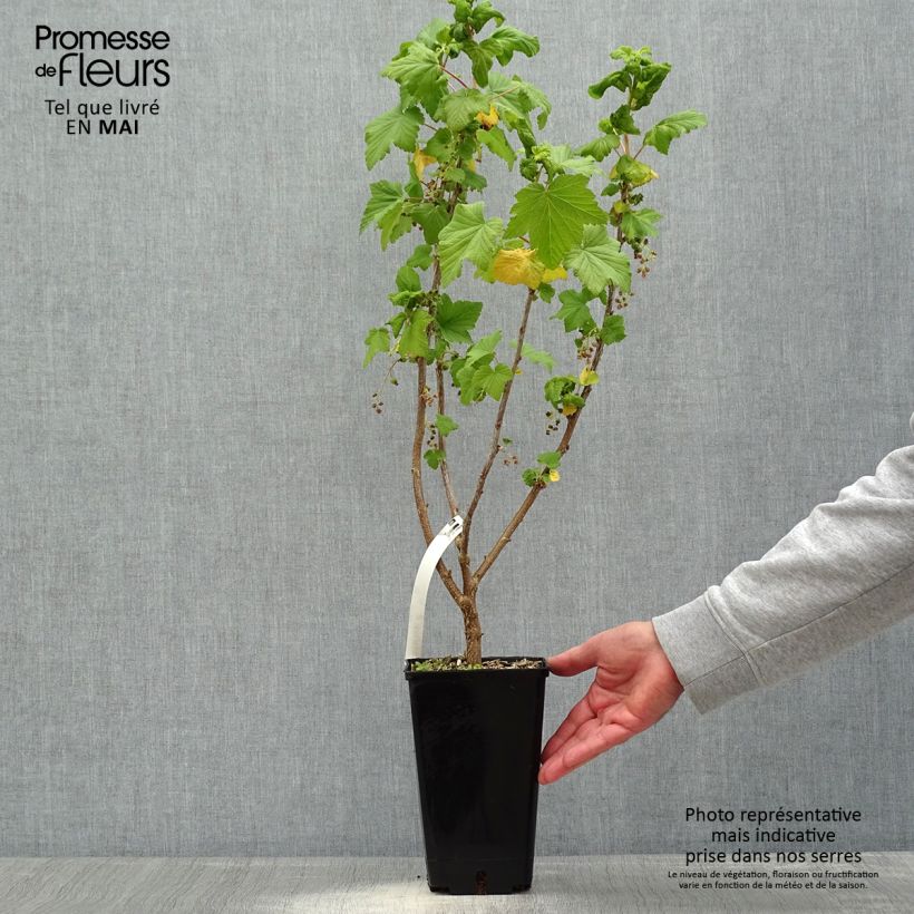 Amostra de Groselheira-preta (Cássis) Troll Vaso de 2 L/3 L, Arbusto tal como entregue na primavera