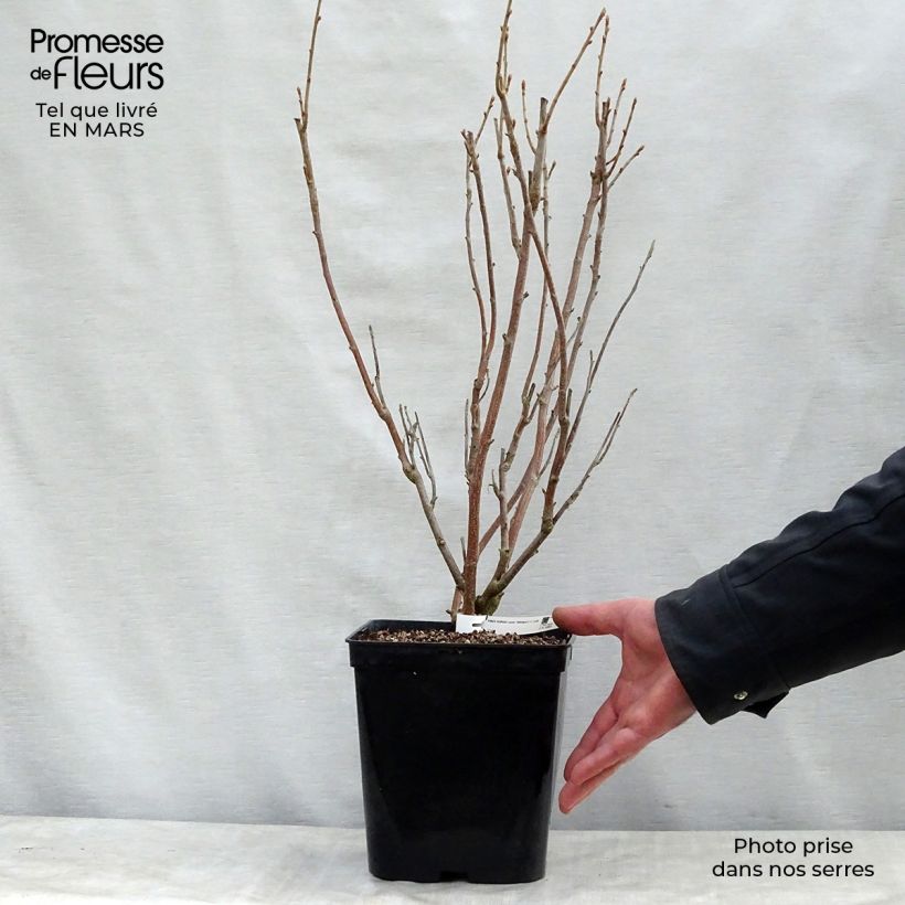 Amostra de Groselheira-preta (Cássis) Wellington Vaso de 1,5 L/2 L, Arbusto tal como entregue na primavera