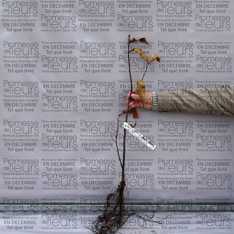 Exemplo de amostra de Châtaignier commun - Castanea sativa Raízes nuas tal como entregue