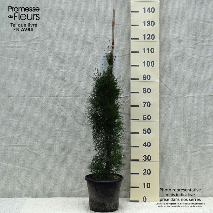 Amostra de Casuarina equisetifolia Vaso de 7,5 L/10 L tal como entregue na primavera