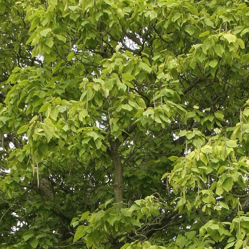 Catalpa bignonioides (Folhagem)