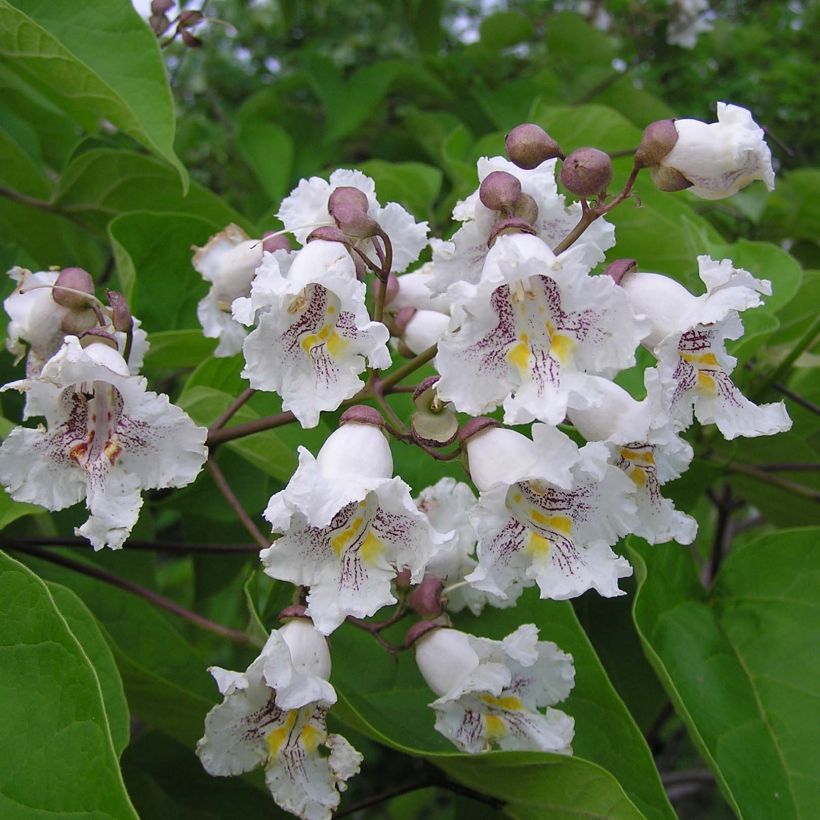 Catalpa bignonioides (Floração)