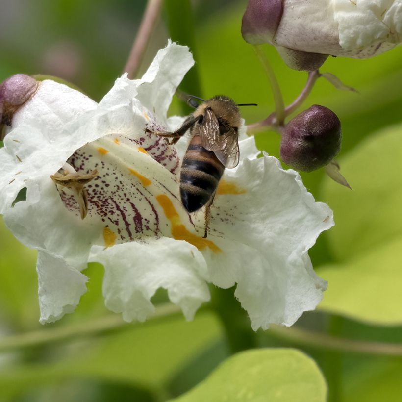 Catalpa bignonioides Aurea (Floração)