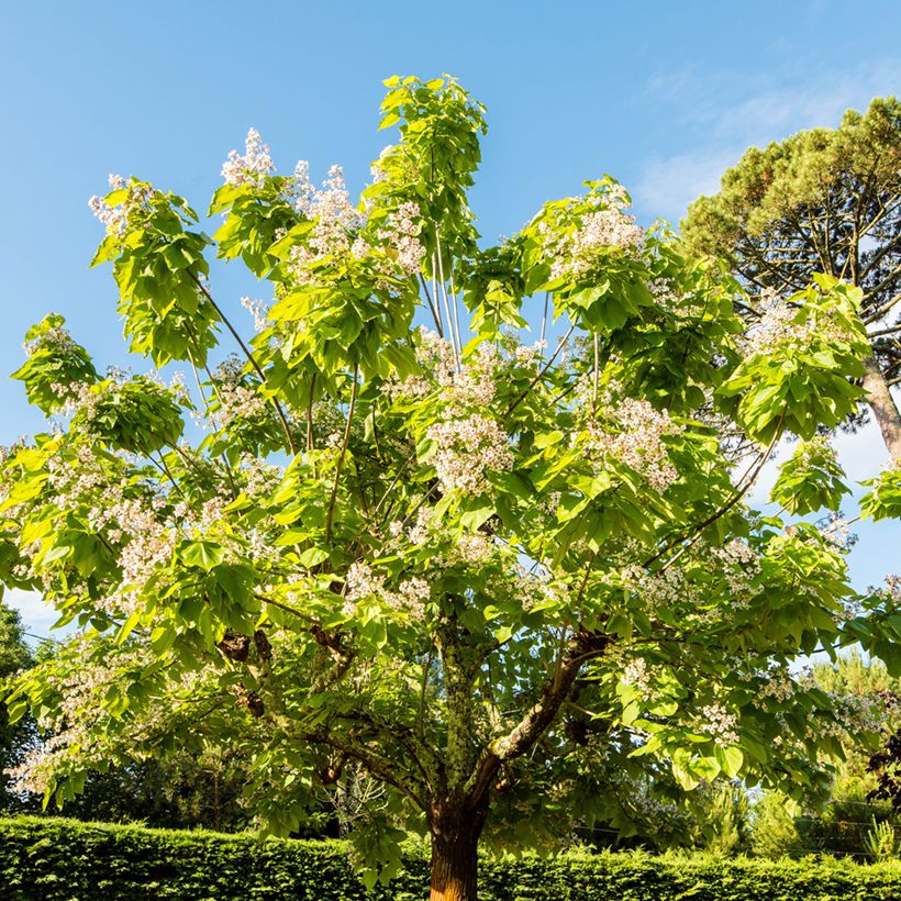 Catalpa bignonioides Aurea (Hábito)