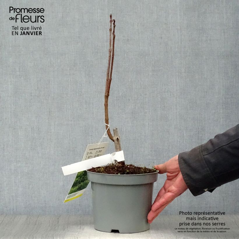 Amostra de Catalpa bignonioides Aurea - Catalpa doré Vaso de 2 L/3 L tal como entregue no inverno