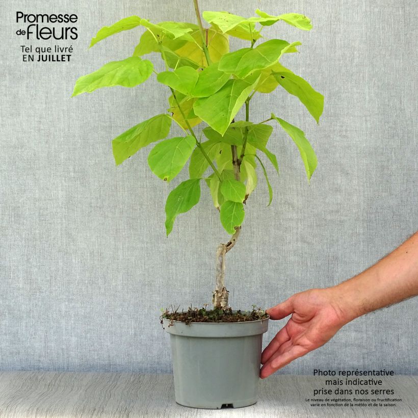 Amostra de Catalpa bignonioides Aurea Vaso de 2 L/3 L tal como entregue no verão