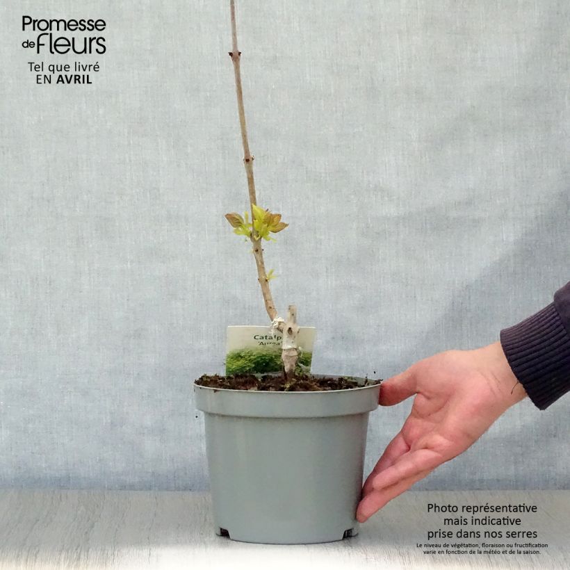 Amostra de Catalpa bignonioides Aurea Vaso de 2 L/3 L tal como entregue na primavera